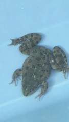 Pelophylax ridibundus