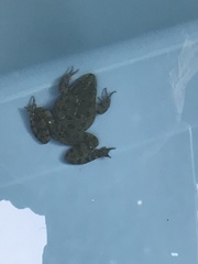 Pelophylax ridibundus