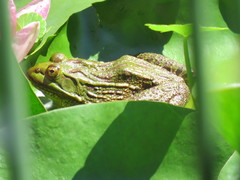 Lithobates chiricahuensis