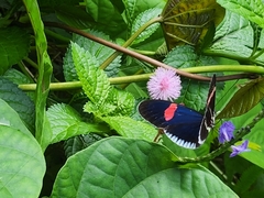 Heliconius erato cyrbia
