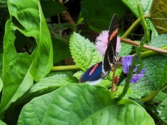 Heliconius erato cyrbia