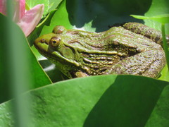 Lithobates chiricahuensis