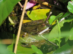 Lithobates chiricahuensis