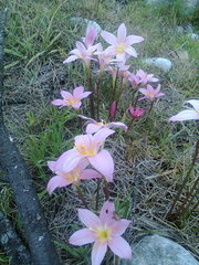 Zephyranthes carinata