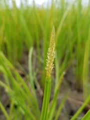 Eleocharis quadrangulata