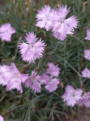Dianthus hyssopifolius