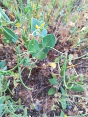 Coronilla scorpioides