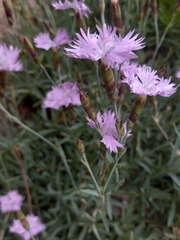Dianthus hyssopifolius