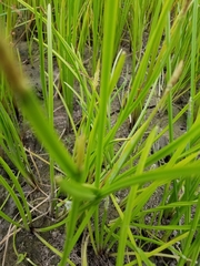 Eleocharis quadrangulata