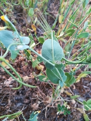 Coronilla scorpioides