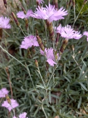 Dianthus hyssopifolius