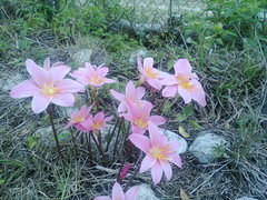 Zephyranthes carinata