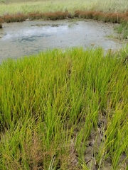 Eleocharis quadrangulata