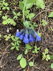 Mertensia longiflora