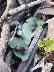 Corybas unguiculatus