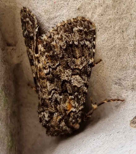 Dark yellow Lychnis moth