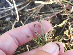 Isolepis carinata