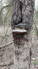 Phellinus populicola