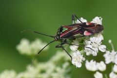 Actinonotus pulcher