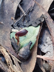 Corybas unguiculatus