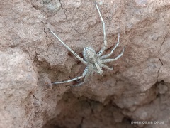 Araneae