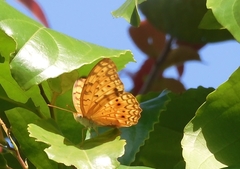 Phalanta phalantha phalantha