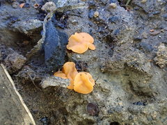 Pulvinula archeri