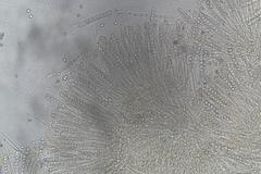 Pulvinula archeri
