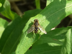Anasimyia anausis