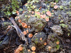 Pulvinula tetraspora