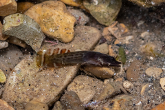 Lepadogaster purpurea