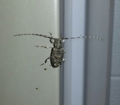 Astyleiopus variegatus