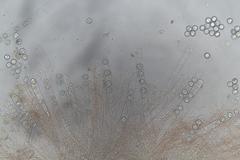 Pulvinula tetraspora