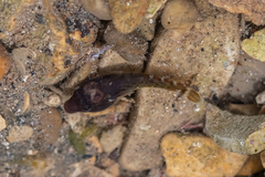Lepadogaster purpurea