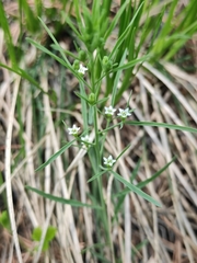 Thesium repens