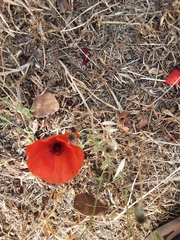 Papaver