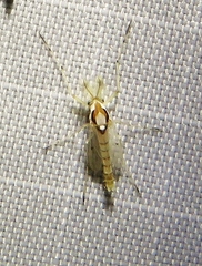 Coelotanypus concinnus