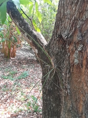 Trichocentrum biorbiculare