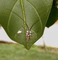 Olenecamptus bilobus