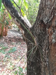 Trichocentrum biorbiculare