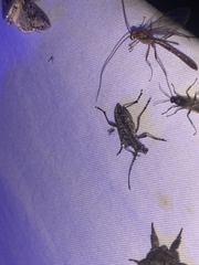 Anthophylax attenuatus