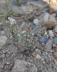 Dontostemon pinnatifidus