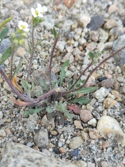 Dontostemon pinnatifidus