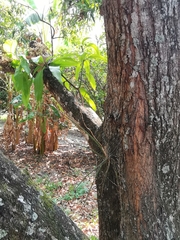 Trichocentrum biorbiculare