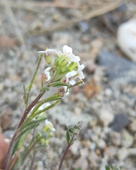 Dontostemon pinnatifidus
