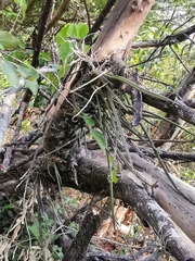 Trichocentrum biorbiculare