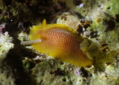 Doriopsilla gemela