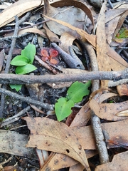 Chiloglottis curviclavia