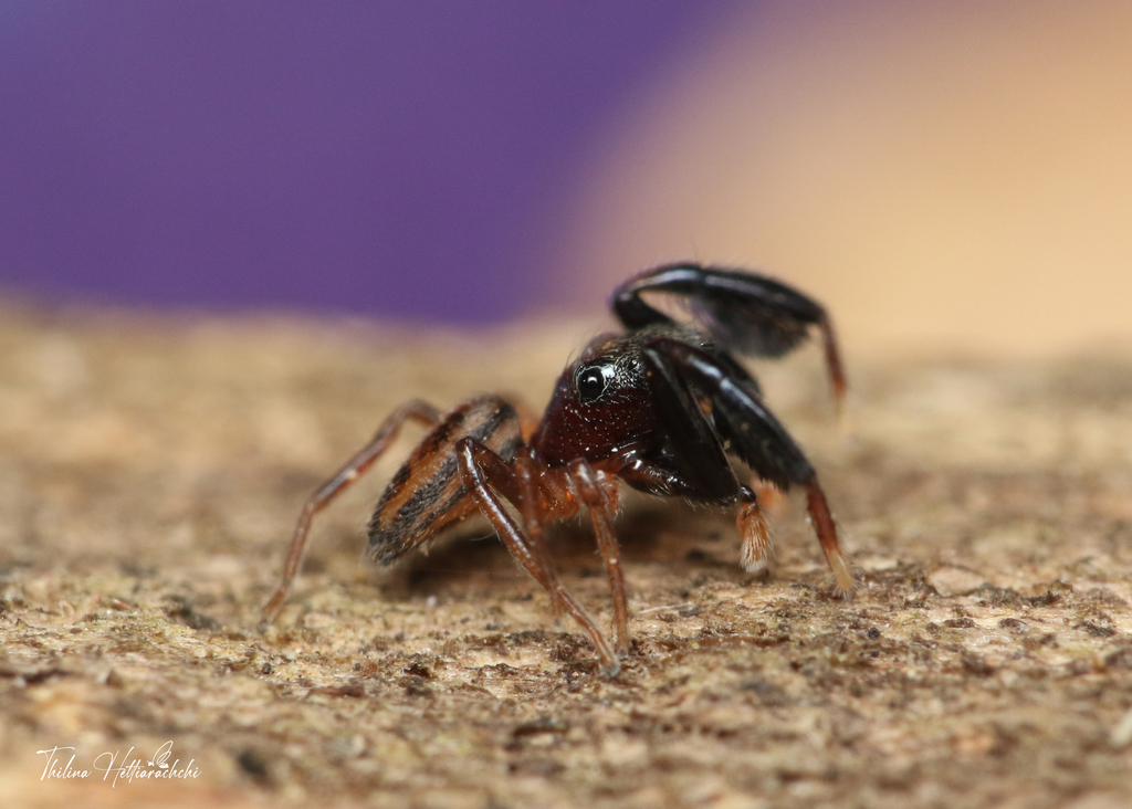 Bristowia gandhii