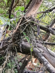 Trichocentrum biorbiculare